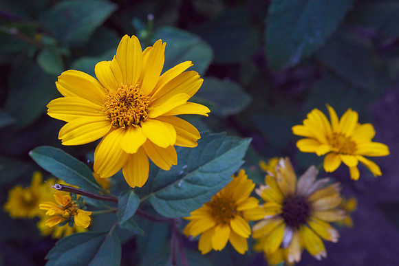 Heliopsis 'Summer Nights'
