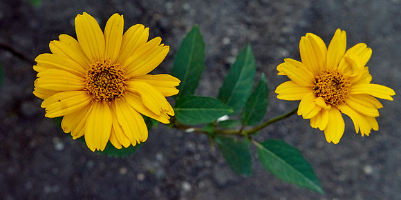 Heliopsis 'Summer Nights'