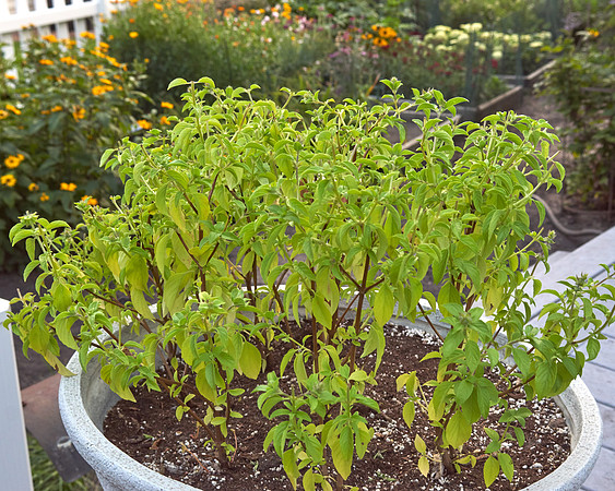 Basil, 'Lemon Citrus'