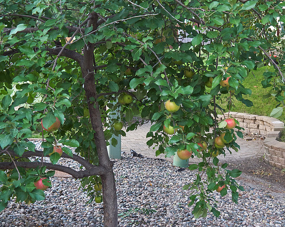 Apple Tree