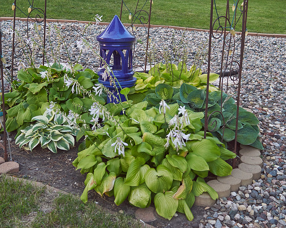 Hostas 'August Moon'