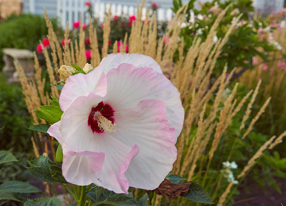Hibiscus 'Ballet Slippers'