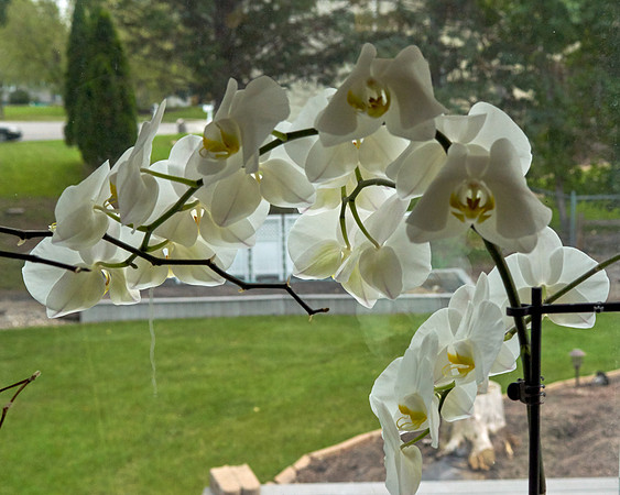 Orchid, White