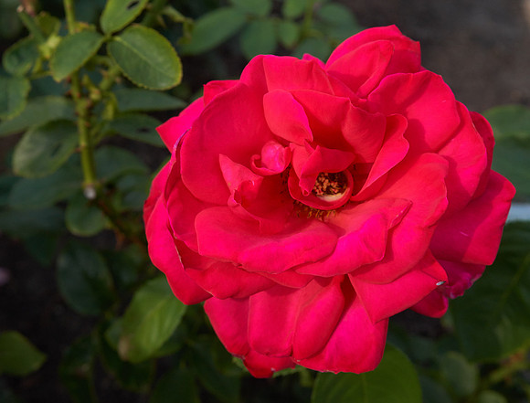 Rose 'Falling In Love'