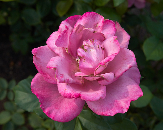 Rose 'Royal Amethyst'