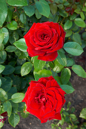 Rose 'Ingrid Bergman'