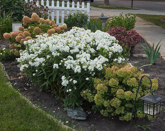 Phlox 'David'