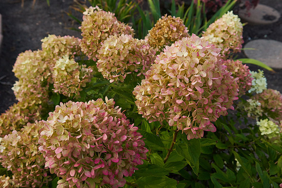 Hydrangea 'Little Lime'