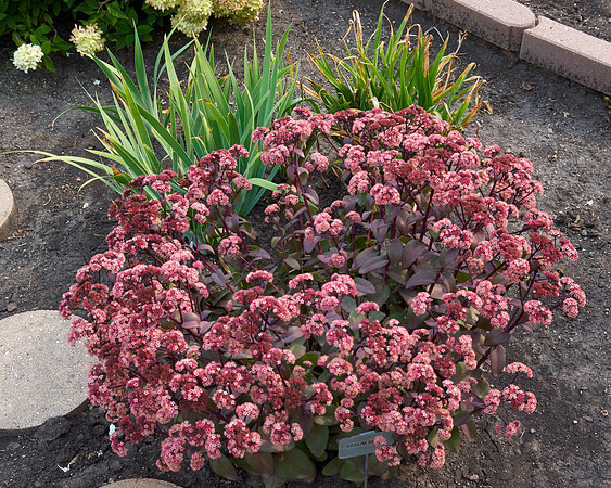 Sedum 'Xenox'