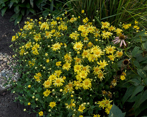 Chrysanthemum 'Morden Canary'