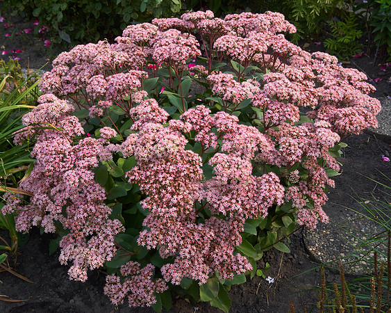 Sedum 'Black Jack'