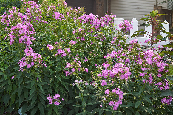 Phlox 'Baby Face'