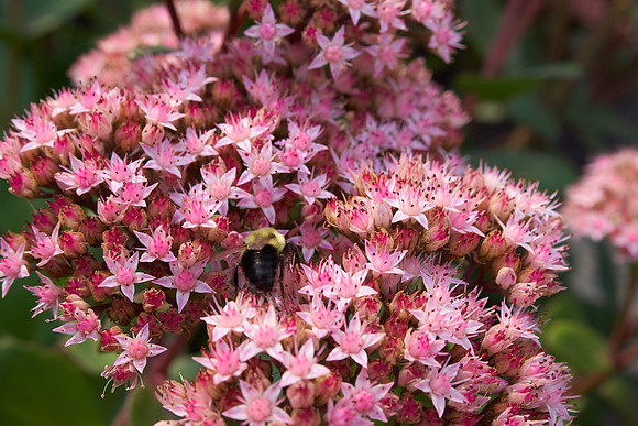 Sedum 'Black Jack'