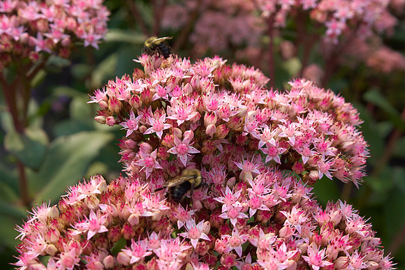 Sedum 'Black Jack'