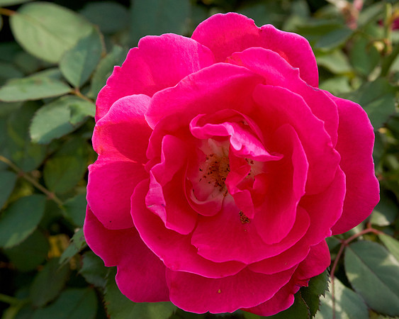 Rose 'Winnipeg Park'