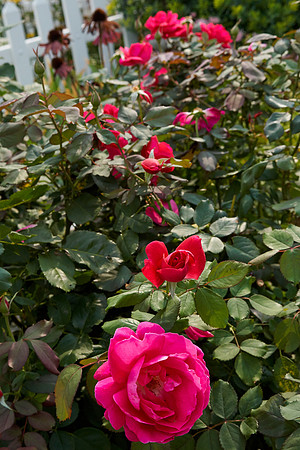 Rose 'Winnipeg Park'