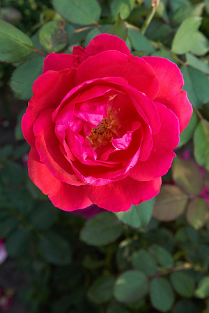 Rose 'Winnipeg Park'
