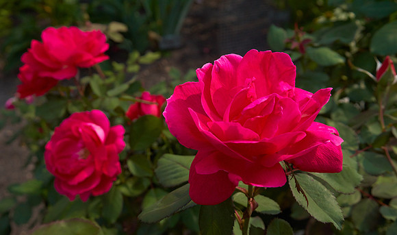 Rose 'Winnipeg Park'