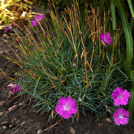 Dianthus 'Firewitch'