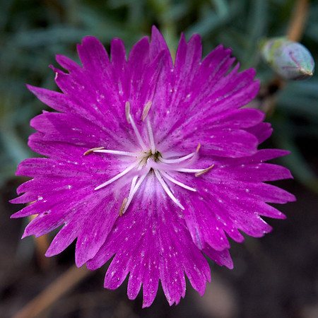 Dianthus 'Firewitch'
