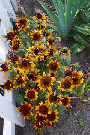 Rudbeckia 'Autumn Forest'