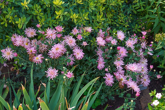 Chrysanthemum 'Grape Glow'