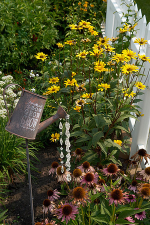 Heliopsis 'Loraine Sunshine'