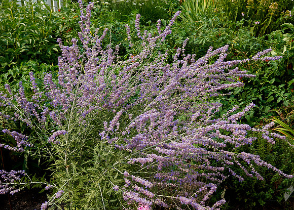 Sage, Russian 'Little Spire'
