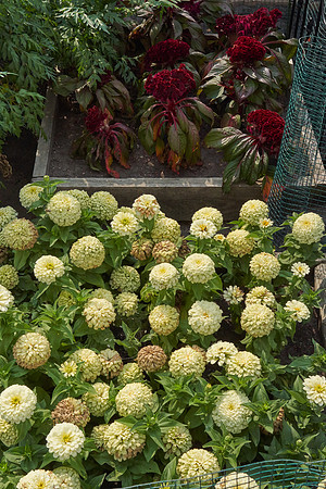 Zinnia 'White Wedding'