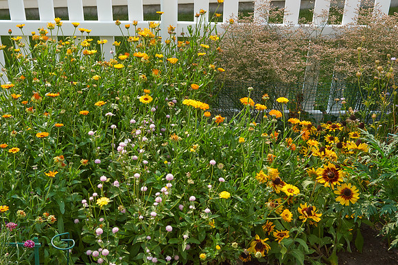 Garden, Annual Boxes