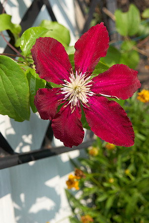 Clematis 'Niobe'