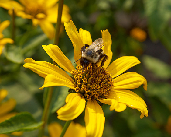 Heliopsis 'Summer Nights'