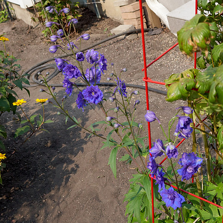 Delphinium 'Pagan Passion'