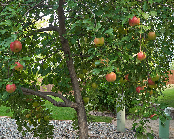 Apple Tree