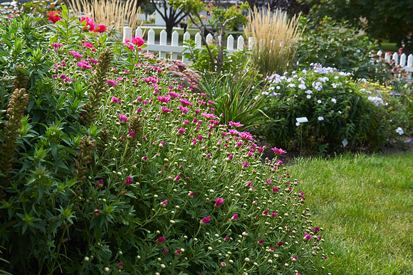 Chrysanthemum 'Mammoth Dark Pink'