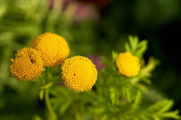 Tansy 'Isla Gold'
