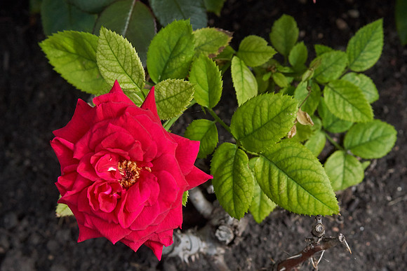Rose 'Ingrid Bergman'