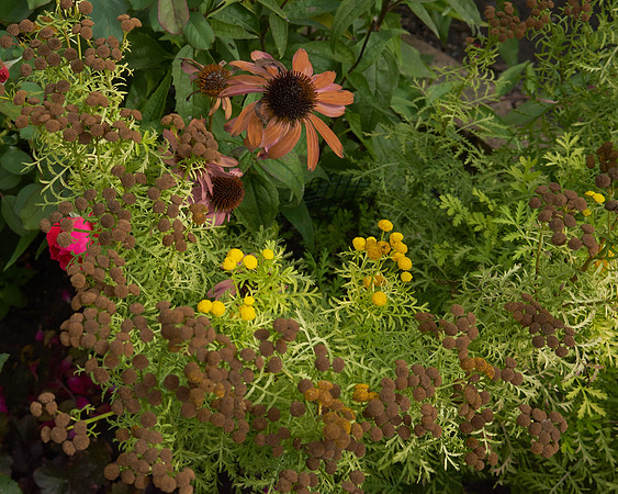 Tansy 'Isla Gold'