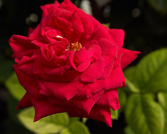 Rose 'Ingrid Bergman'