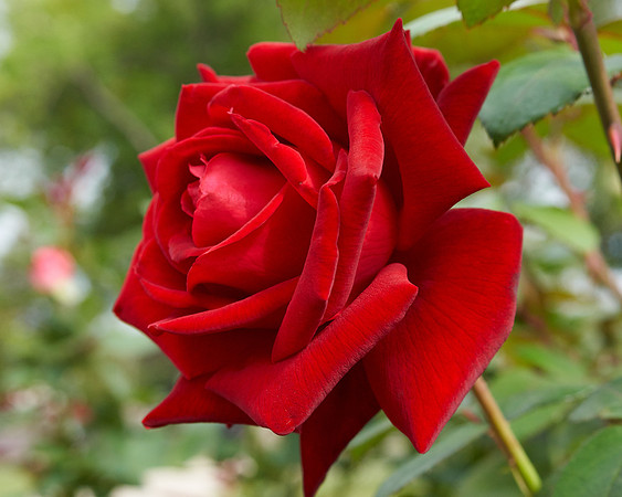 Rose 'Ingrid Bergman'