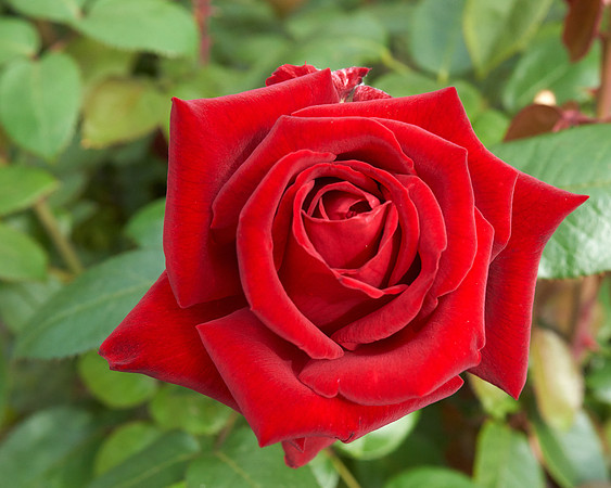 Rose 'Ingrid Bergman'