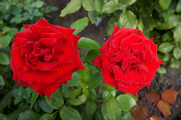 Rose 'Ingrid Bergman'