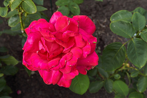 Rose 'Falling In Love'
