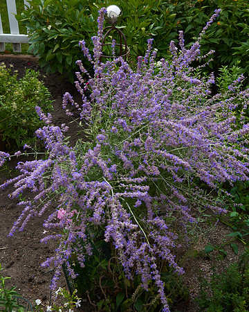 Sage, Russian 'Little Spire'