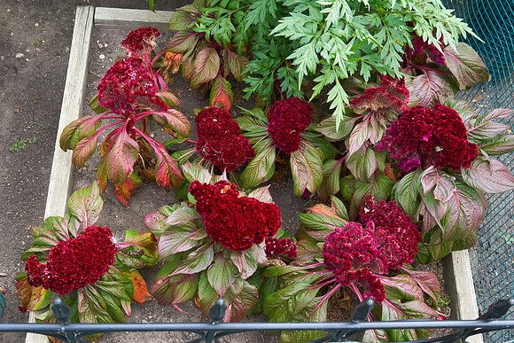 Celosia 'Gypsy Queen'