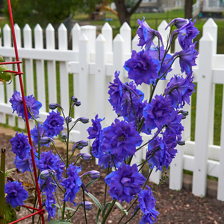 Delphinium 'Pagan Passion'