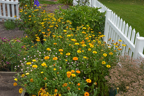 Calendula 'Summer Carnival'