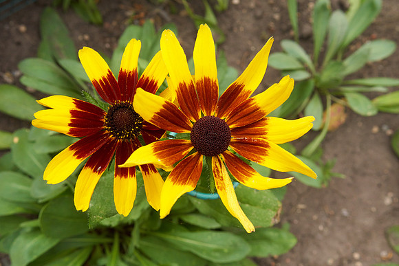Rudbeckia 'Cappuccino'