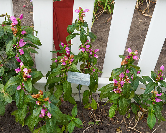 Chelone 'Hot Lips'