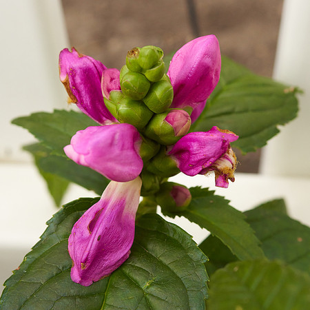 Chelone 'Hot Lips'